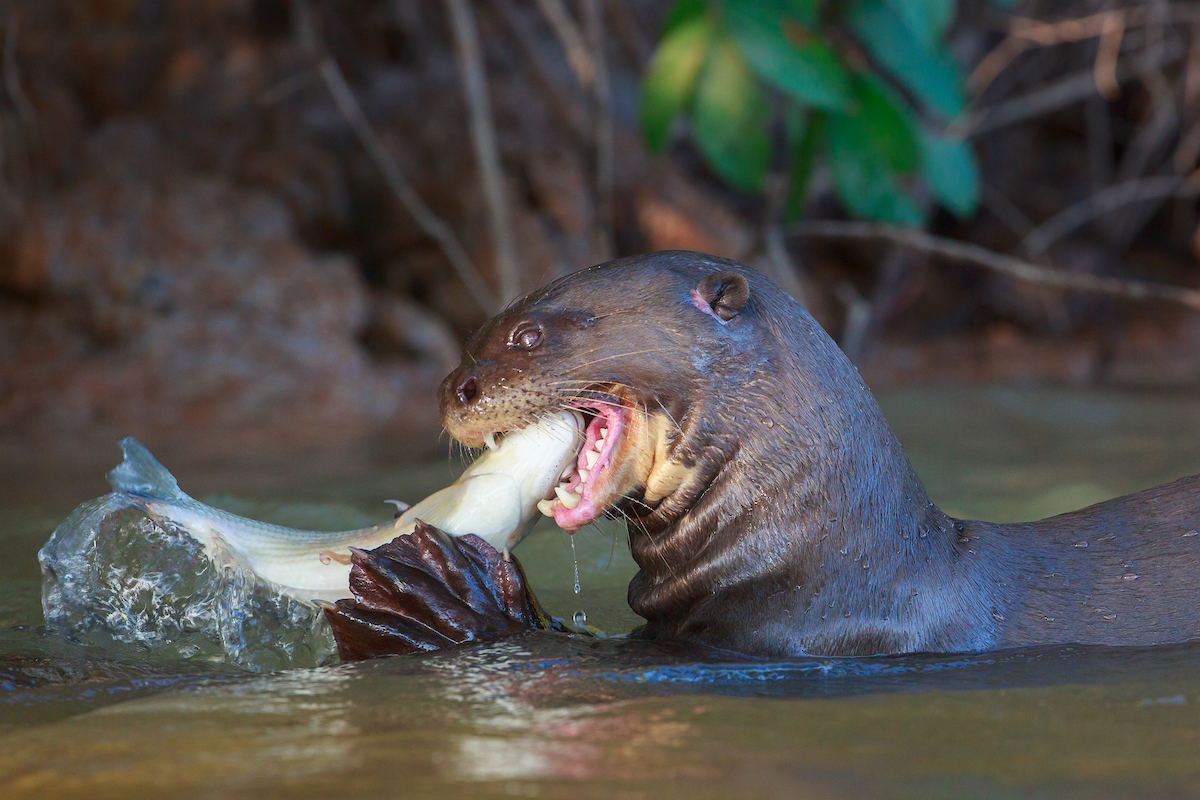 Wild Lives Photo Journey: Pantanal