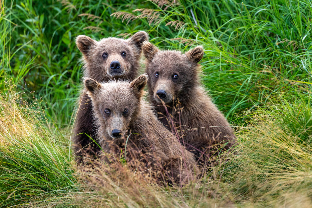 Wild Lives Photo Tour: Katmai Alaska August – ONLY ONE SPACE REMAINING!