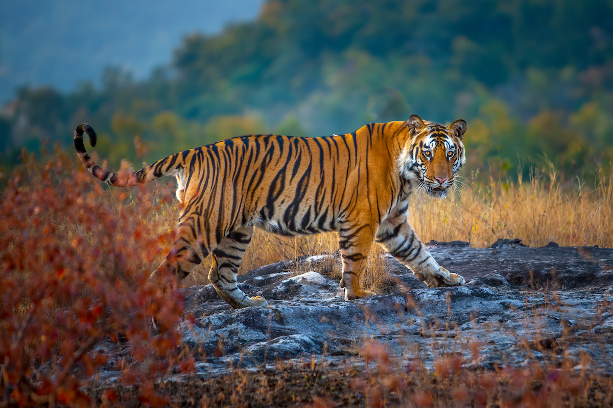 Wild Lives Photo Journey: Tigers and Exclusive Kumbh Mela–ONLY TWO ...